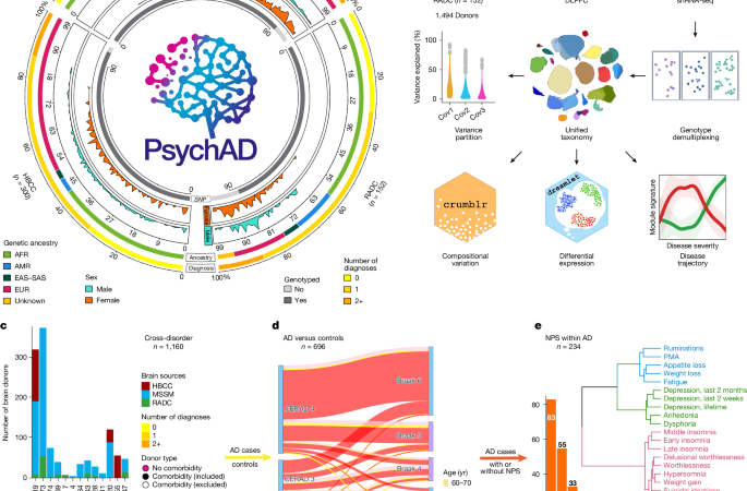 Single-cell atlas of transcriptomic vulnerability across brain disorders – Nature