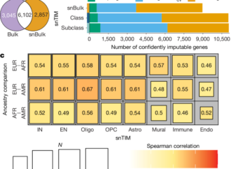 Single-nucleus transcriptome-wide association study of human brain disorders – Nature