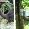 Smart elephants can look before they leap