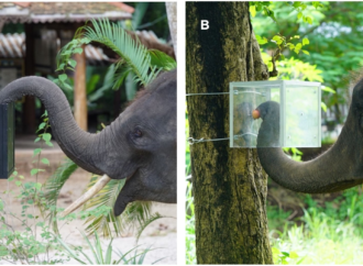 Smart elephants can look before they leap
