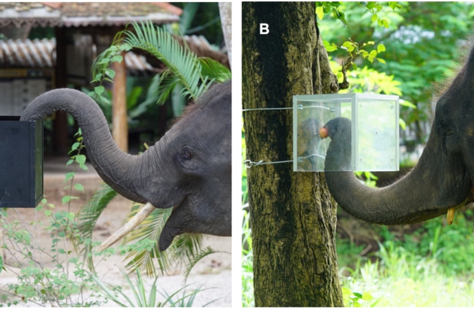 Smart elephants can look before they leap