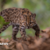 Spotted wildcat from Bolivian forest revealed as new species