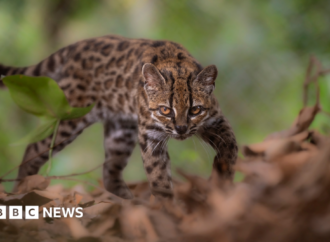 Spotted wildcat from Bolivian forest revealed as new species
