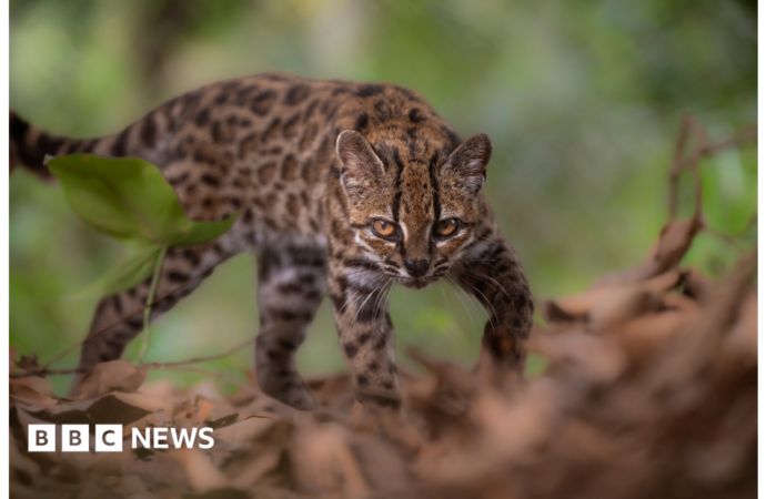 Spotted wildcat from Bolivian forest revealed as new species