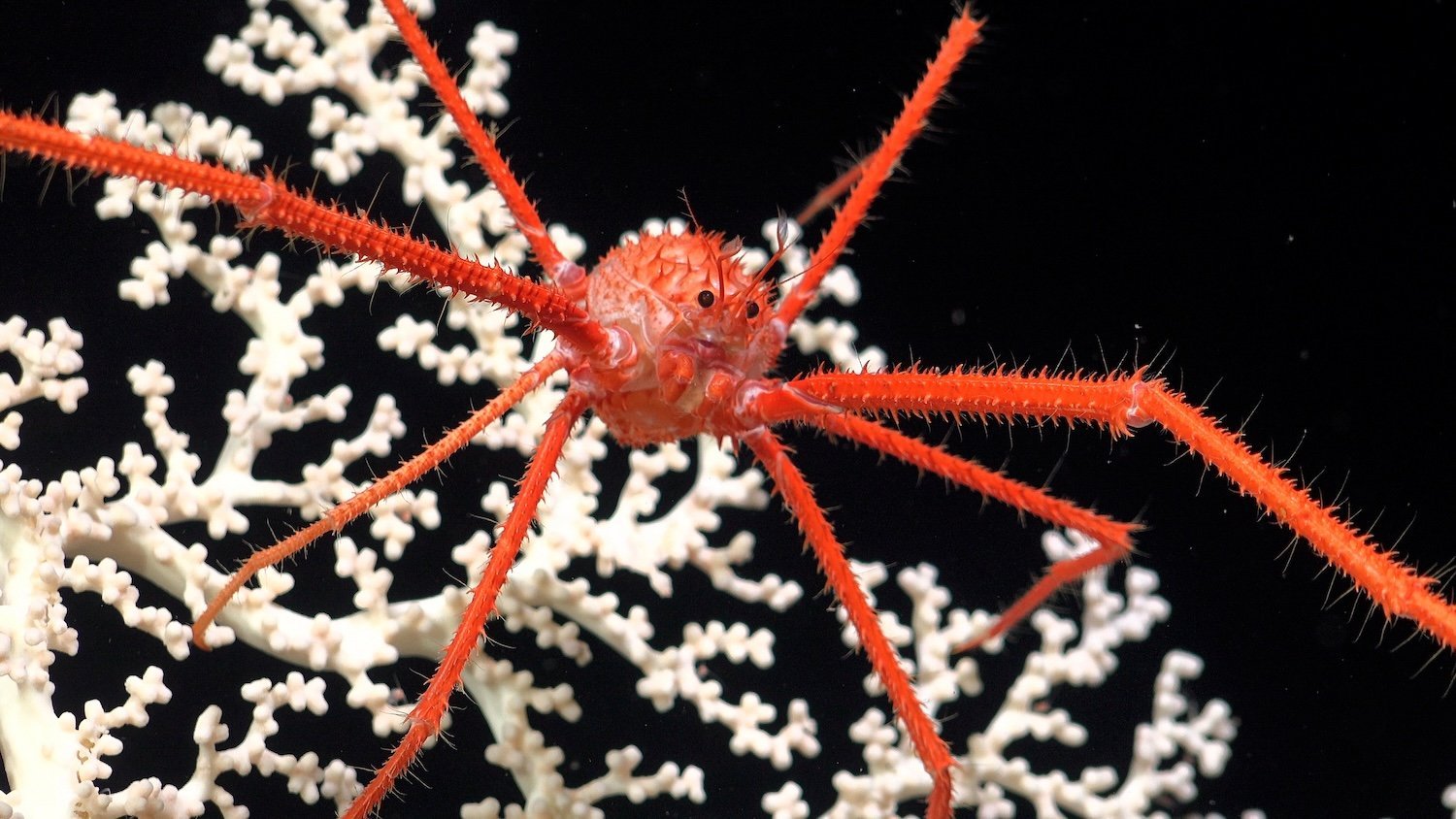 A cold-water coral recorded at a depth of 1,055 meters (3,461 feet) provides habitat for marine life on the seafloor. While warm-water coral reefs at shallow recreational depths are widely known, deep-sea cold-water corals are far more abundant yet remain understudied. These complex ecosystems support diverse marine species, including squat lobsters, as pictured here. Photo credit: ROV SuBastian / Schmidt Ocean Institute Usage: Available via creative commons Attribution-NonCommercial-ShareAlike CC BY-NC-SA https://creativecommons.org/licenses/by-nc-sa/4.0/