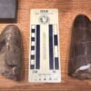 ‘Squid butt’ fossil belongs to one of the ‘chunkiest’ cephalopods ever discovered