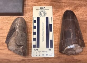 ‘Squid butt’ fossil belongs to one of the ‘chunkiest’ cephalopods ever discovered