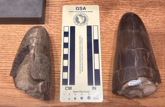 ‘Squid butt’ fossil belongs to one of the ‘chunkiest’ cephalopods ever discovered