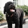 Sunny, Barack Obama’s ‘fiery and gorgeous’ dog, dies