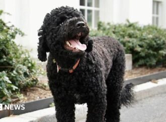 Sunny, Barack Obama’s ‘fiery and gorgeous’ dog, dies