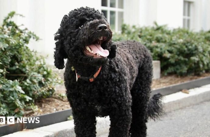 Sunny, Barack Obama’s ‘fiery and gorgeous’ dog, dies