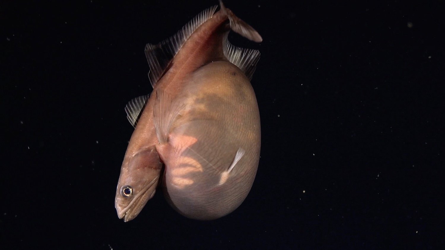A black swallower fish (Chiasmodon niger) swims at a depth of 1,259 meters during a remotely operated vehicle dive off Trinidad and Tobago. Known for their expandable stomachs and dislocating jaws, these rare deep-sea fish can swallow prey larger than themselves. This specimen's translucent belly reveals a recent meal. A research team led by marine biologist Diva Amon conducted the first comprehensive deep-water survey of the nation's ocean territory, where more than 93% of the waters lie below recreational diving depths. Restricted usage: For editorial and news usage only Credit: ROV SuBastian / Schmidt Ocean Institute
