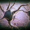 Take a risk or play it safe? Neuronal tug-of-war helps the brain decide