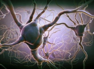 Take a risk or play it safe? Neuronal tug-of-war helps the brain decide