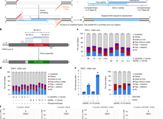 Targeted genomic integration and rearrangement using prime assembly – Nature