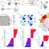 Targeting ZMYND8 unleashes IL-2 signalling to override T cell exhaustion – Nature