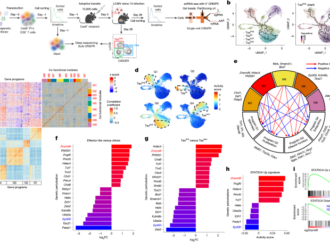 Targeting ZMYND8 unleashes IL-2 signalling to override T cell exhaustion – Nature