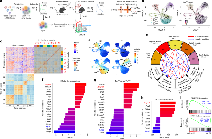 Targeting ZMYND8 unleashes IL-2 signalling to override T cell exhaustion – Nature