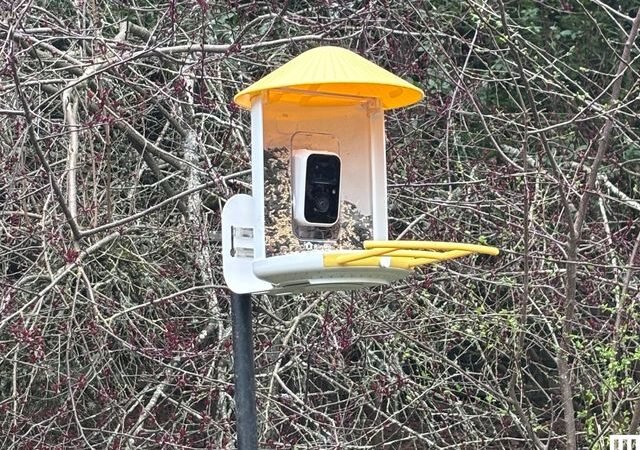 The Best Gifts for Bird Lovers (That They’ll Actually Use)