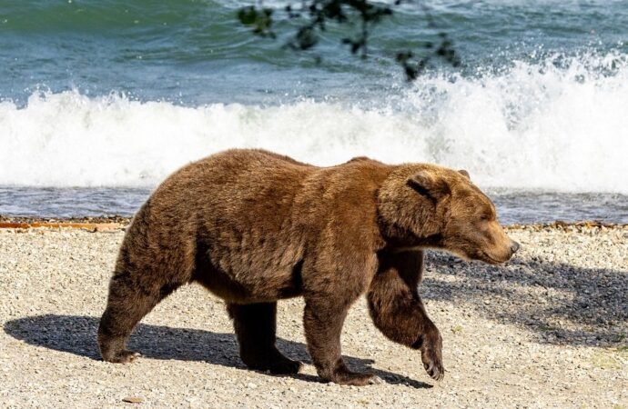 The cubs from Katmai’s ‘Brady Bunch’ blended family are all grown up