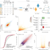 The gene-regulatory evolution of the human skeleton – Nature