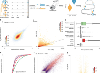 The gene-regulatory evolution of the human skeleton – Nature