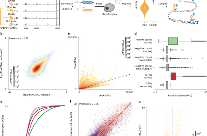 The gene-regulatory evolution of the human skeleton – Nature