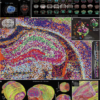 The lipidomic architecture of the mouse brain – Nature