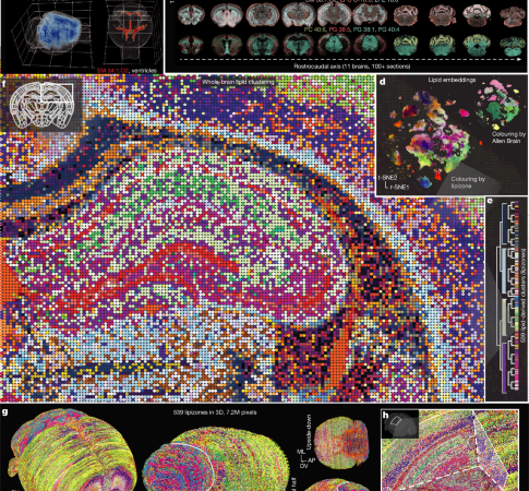 The lipidomic architecture of the mouse brain – Nature