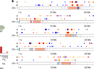 The mutational dynamics of the Arabidopsis centromeres – Nature
