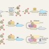 The secret life of a cell-cycle gatekeeper of breast cancer