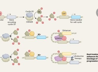 The secret life of a cell-cycle gatekeeper of breast cancer