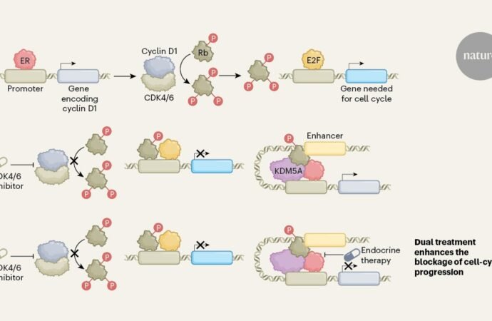 The secret life of a cell-cycle gatekeeper of breast cancer