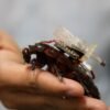 These Cyborg Cockroaches Could Save Your Life
