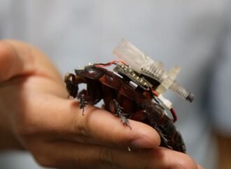 These Cyborg Cockroaches Could Save Your Life