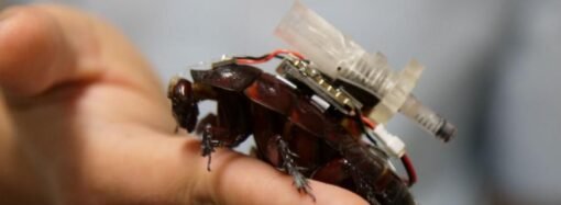 These Cyborg Cockroaches Could Save Your Life