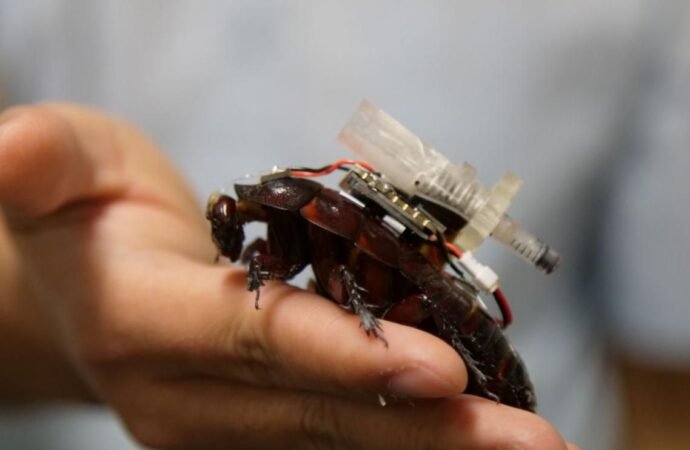These Cyborg Cockroaches Could Save Your Life