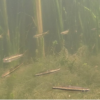 These fish rely on teamwork to find food in murky water