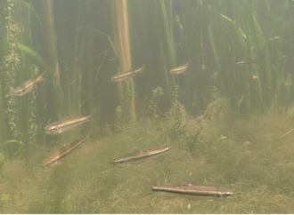 These fish rely on teamwork to find food in murky water