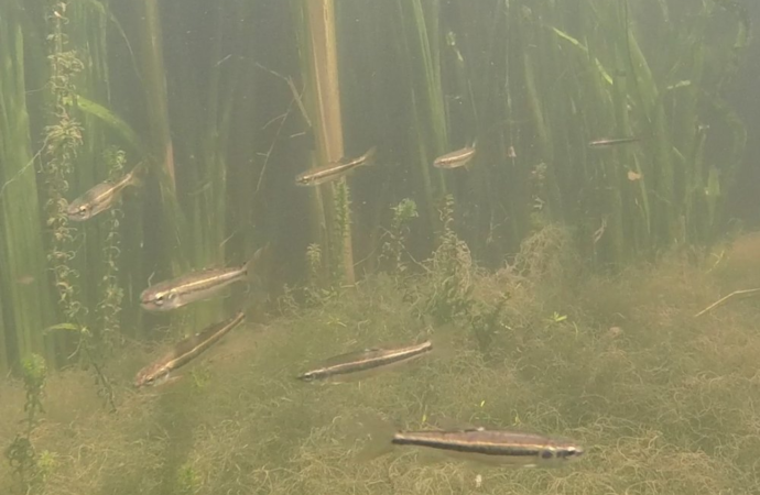These fish rely on teamwork to find food in murky water