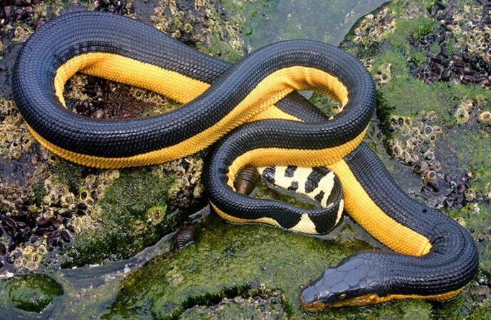 Tiny crabs discovered hitching rides on sea snakes