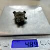 Tiny two-headed turtle found in Cape Cod
