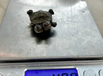 Tiny two-headed turtle found in Cape Cod