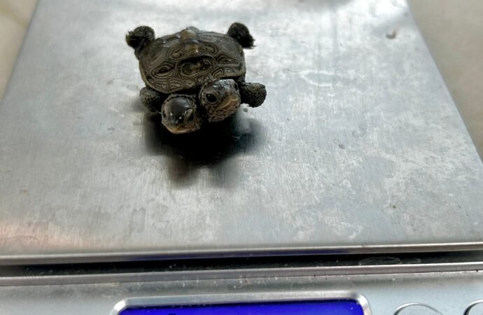 Tiny two-headed turtle found in Cape Cod