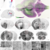 Topographic structure and function of locus coeruleus noradrenaline neurons – Nature
