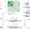 Transcriptional activation of plant immunity by salicylic acid – Nature