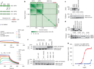 Transcriptional activation of plant immunity by salicylic acid – Nature