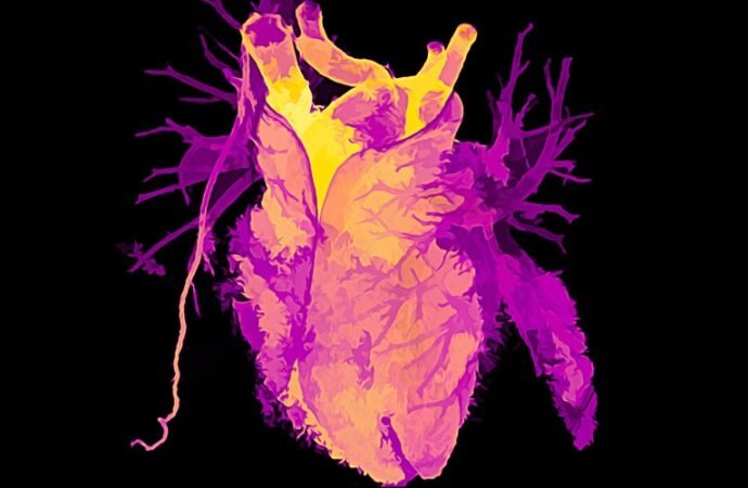 Transplanted hearts adjust their biological age to that of their host