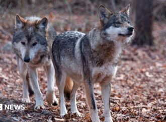 Trump signs order to remove endangered species status for grey wolves