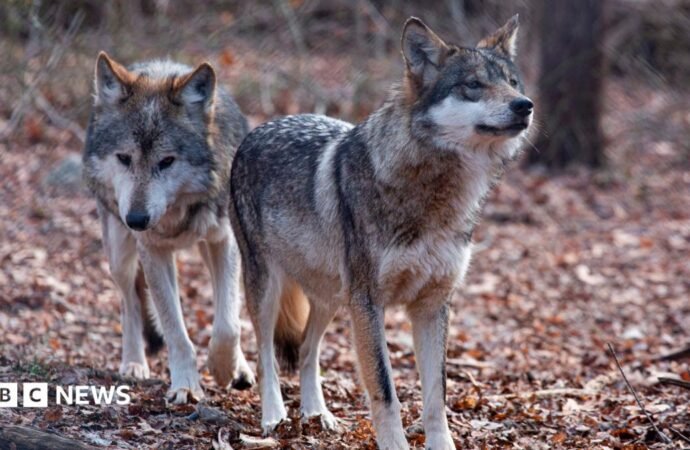 Trump signs order to remove endangered species status for grey wolves